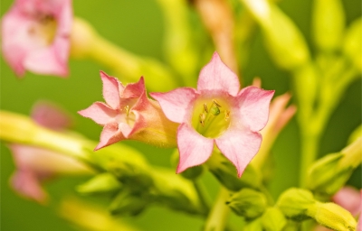 Nature Plants | 本氏煙草完整基因組已被報(bào)道