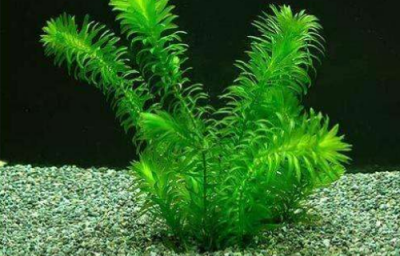J Hazard Mater丨全長(zhǎng)轉(zhuǎn)錄組解析蜈蚣草砷超富集調(diào)控機(jī)制在植物修復(fù)中的潛在應(yīng)用